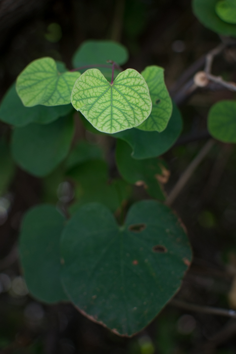 Een groene plant met de bladeren op de voorgrond in focus, demonstreert kleurcontrast beelden