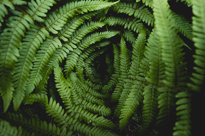 Foto sonhadora de plantas de samambaia que destacam a textura na fotografia
