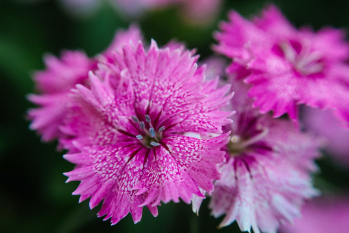 13 Practical Tips for More Creative Flower Photography