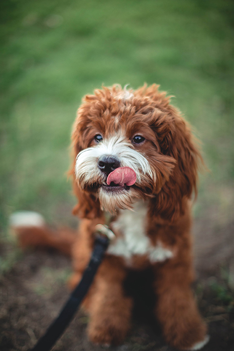 Um retrato bonito do animal de estimação de um pequeno cão marrom sentado ao ar livre 