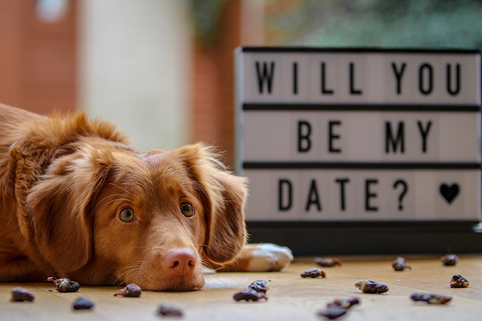 Seekor anjing coklat berbaring di depan papan bertuliskan 'maukah kamu menjadi teman kencanku' - pemotretan Hari Kasih Sayang.