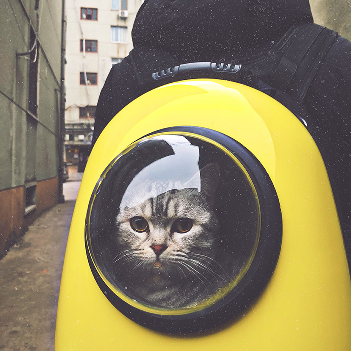 Retrato humorístico de um gato fofo dentro de um traje espacial