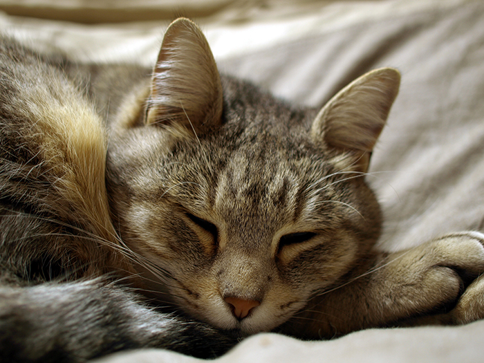 Um doce retrato de um gato malhado tirado com um smartphone
