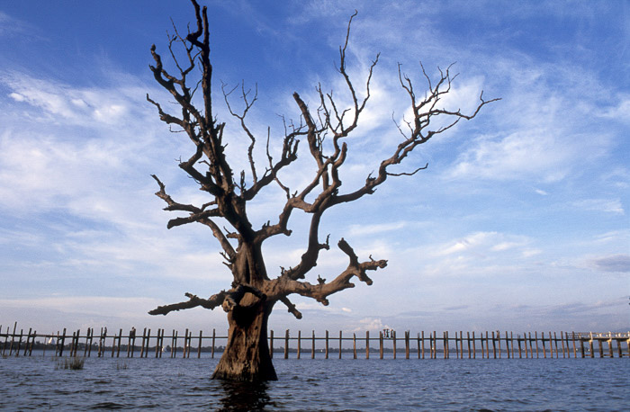 Un albero morto nel mezzo di un lago 