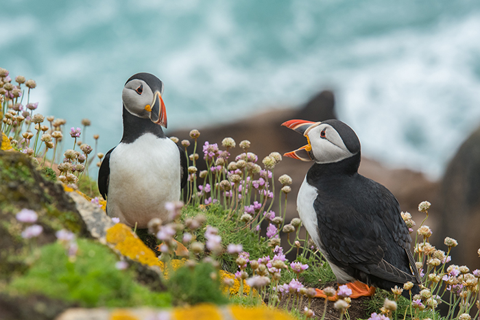 Cool close up wildlife photo of two puffins standing on a rock - cool animal photography examples