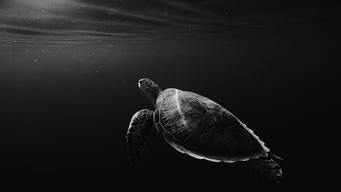 Atmospheric wildlife portrait of a turtle swimming underwater - cool animal photography examples