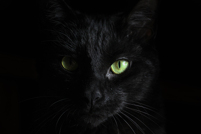 Atmospheric close up photo of a black cat with focus on its eyes - cool animal photography examples