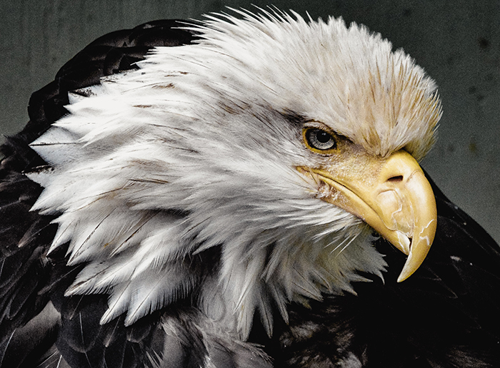 Atmospheric wildlife portrait of an American Eagle - cool animal photography examples