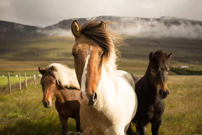 Epic photo of three wild horses - cool animal photography examples