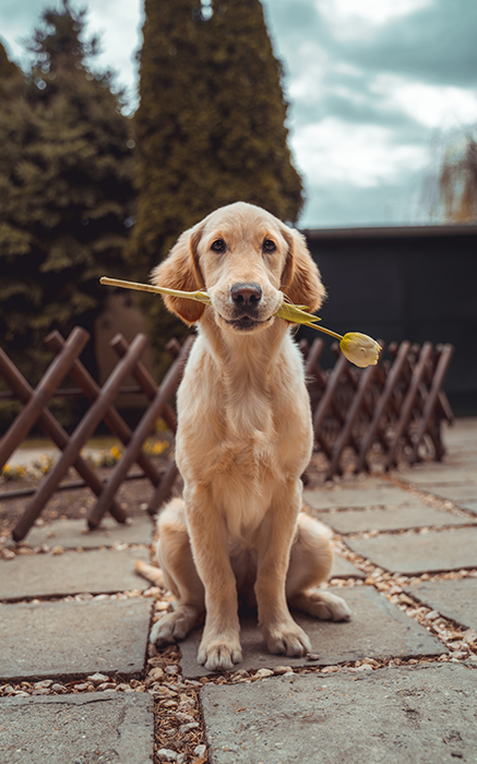 Cute animal photo of a labrador puppy sitting outdoors with a flower in its mouth - cool animal photography examples