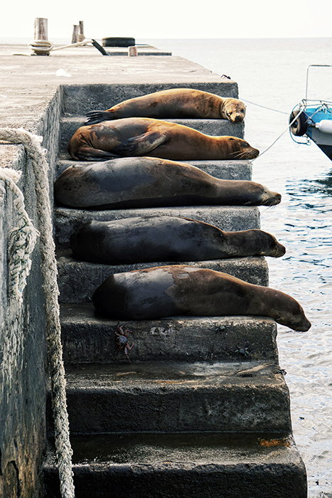 Adorable shot of seals sleeping on stone steps - cool animal photography examples