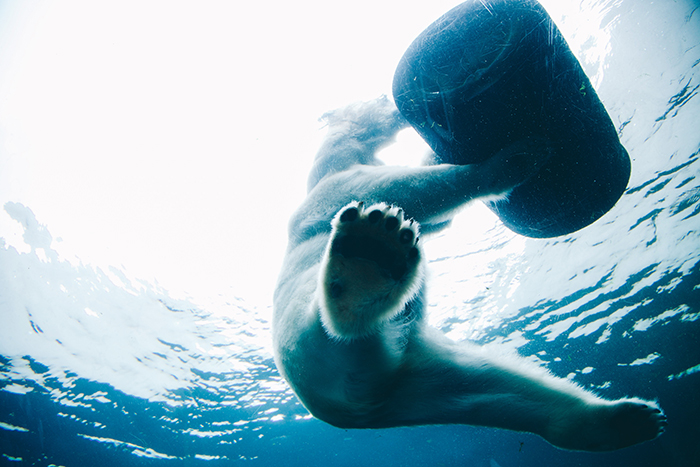 Atmospheric wildlife portrait of a swimming polar bear underwater - cool animal photography examples