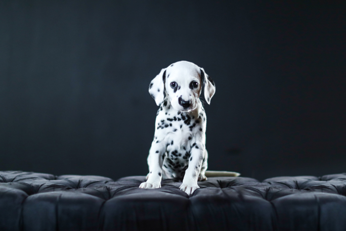 Cute pet portrait of a dalmation puppy sitting on a fancy chair indoors