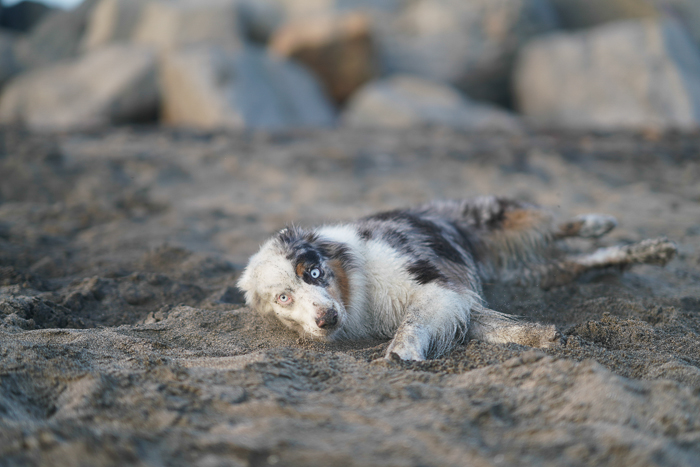 Cute pet portrait of a dog lying on a sandy beach - exposure settings for pet photography