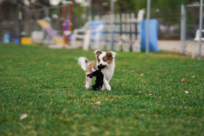 Cute pet portrait of a brown and white puppy on grass - exposure settings for pet photography