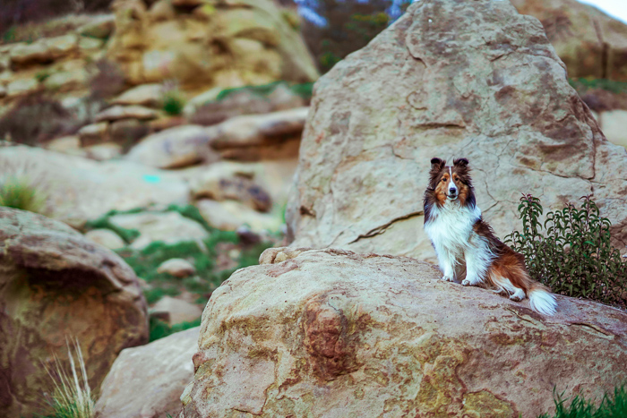 Pet portrait of a brown and white dog resting on rocks - exposure settings for pet photography
