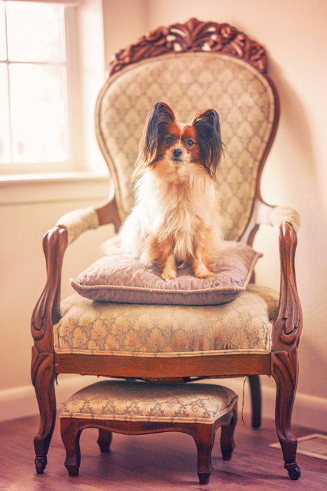 Cute pet portrait of a small brown and white dog sitting on a fancy chair indoors