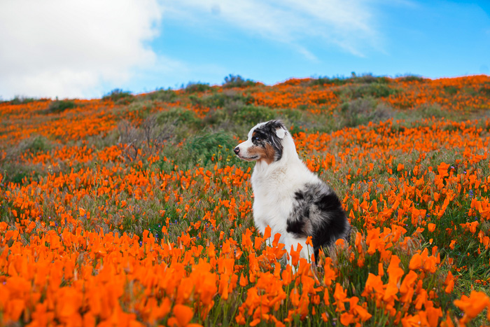 Cute pet portrait of a black and white dog sitting in a field of orange flowers - exposure settings for pet photography
