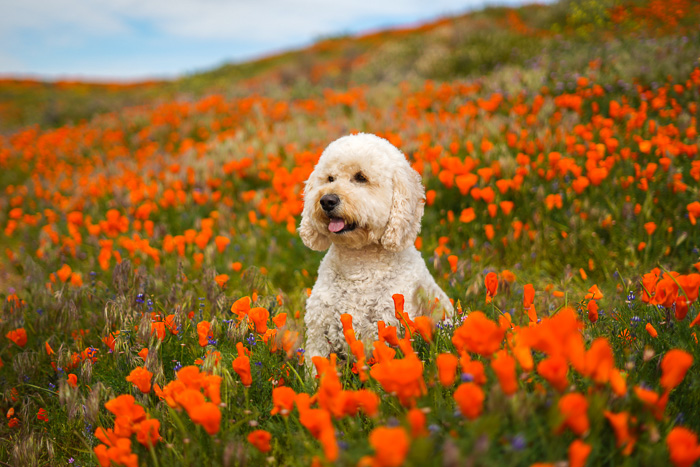 Cute pet portrait of a white dog sitting in a field of orange flowers - exposure settings for pet photography