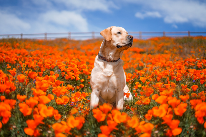 Cute pet portrait of a brown dog sitting in a field of orange flowers - exposure settings for pet photography
