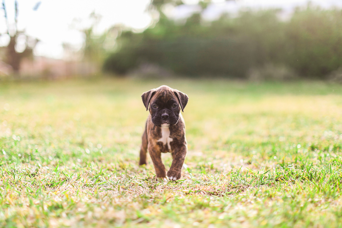 Cute pet portrait of a boxer puppy on grass - exposure settings for pet photography