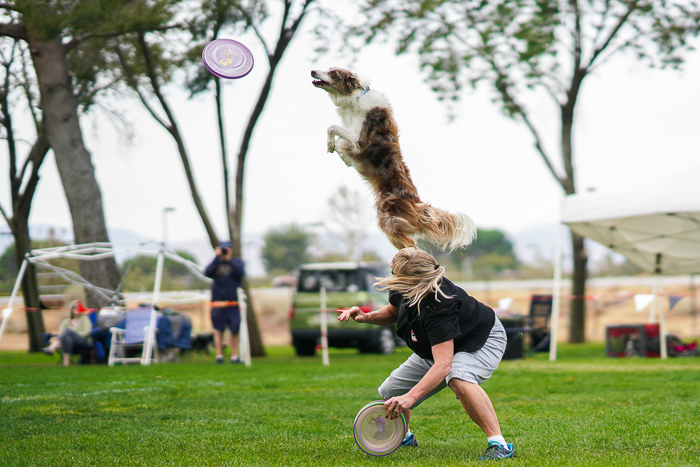 Action pet portrait of a dog jumping for a frisbee - exposure settings for pet photography