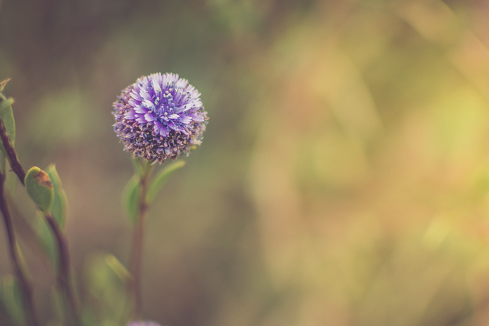 închiderea unei flori purpurii cu fundal verde încețoșat - fotografie cu punct de focalizare