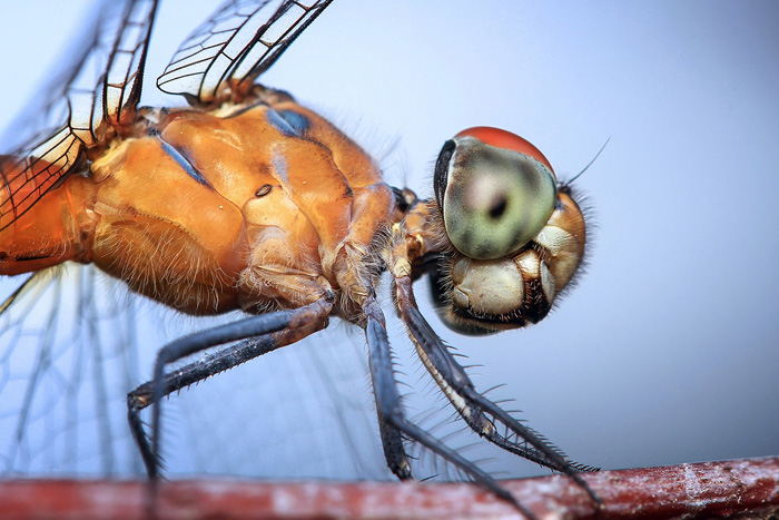 Dragonfly Pictures Dragonfly Eyes Close Up Dragonfly Eyes Eye Close Up Beautiful Bugs