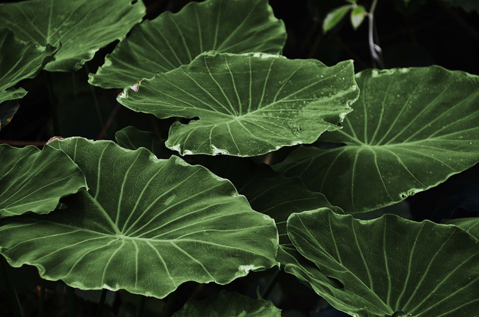 Une photo rapprochée d'un groupe de feuilles vertes - photo couleur monotone