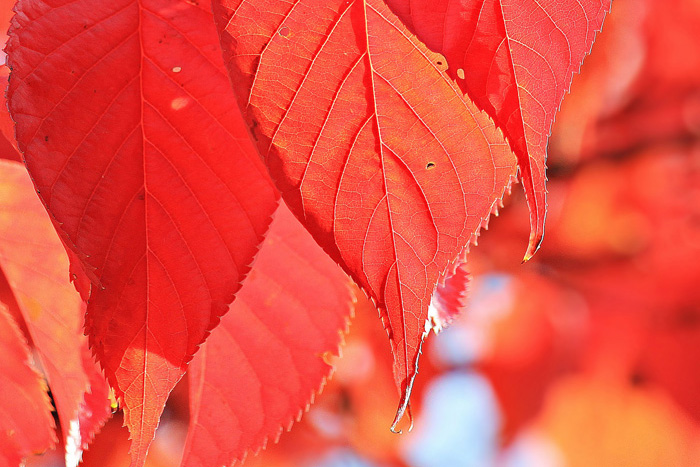 Una foto de primer plano de hojas de otoño utilizando colores rojos monocromáticos