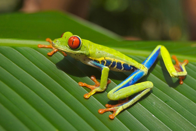 Un primo piano di una rana colorata su una foglia