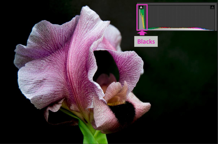 un primer plano de una flor rosa e histograma de lightroom que muestra negros