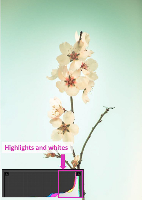 zdjęcie kwiatu i histogram lightroom pokazujący podświetlenia i biele