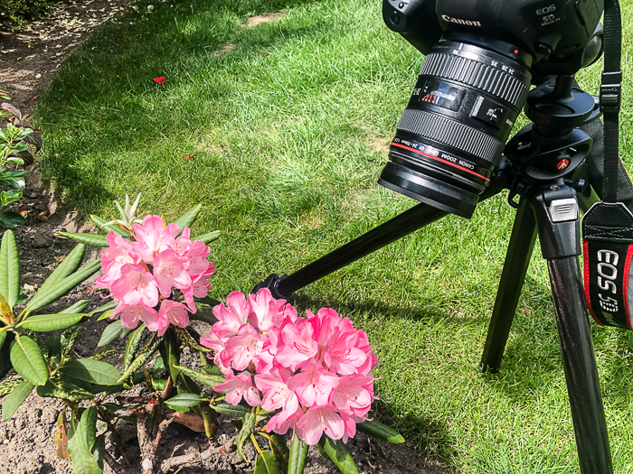 una Canon DSLR montata su un treppiede che scatta una foto macro di fiori rosa