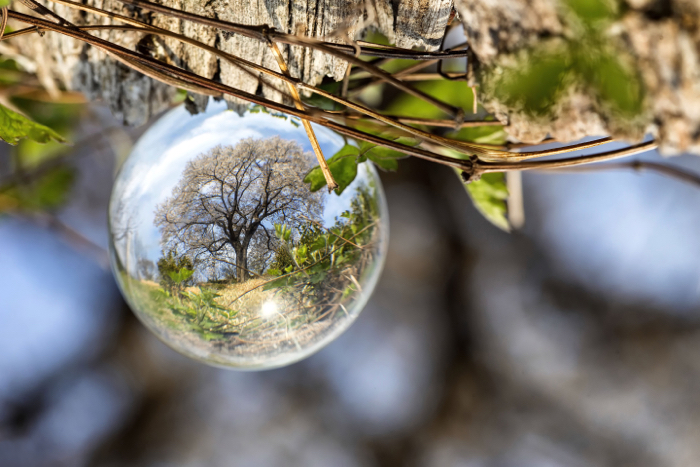 Unique photo of a cherry tree photographed through a lensball