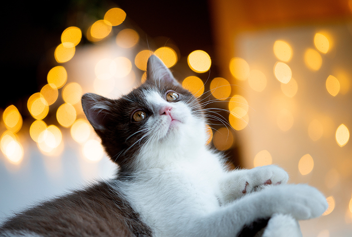 Cat with a bokeh frame.