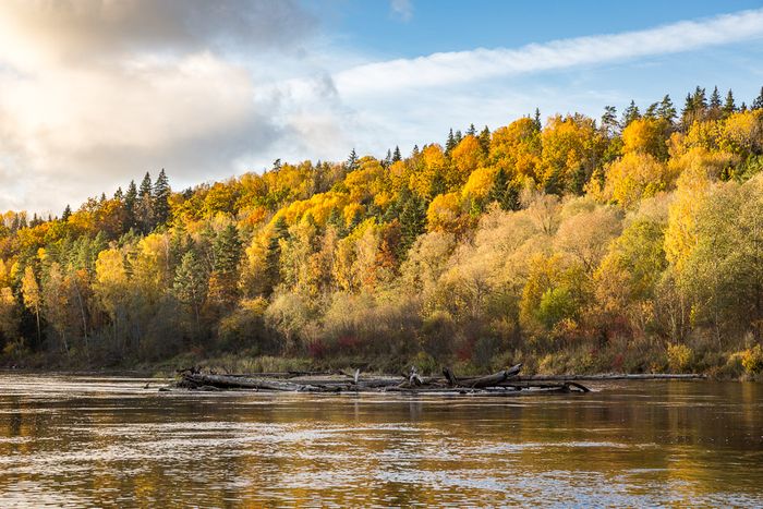 Foto eines Waldes im Herbst