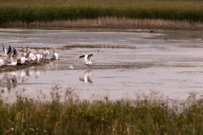 a group of birds shot with 300mm telephoto lens