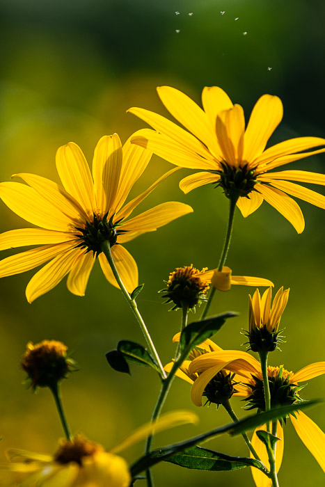 Zbliżenie żółtych kwiatów na polu