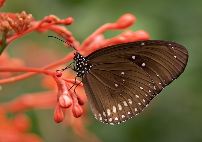 makro fotografie hnědého motýla sedícího na květině