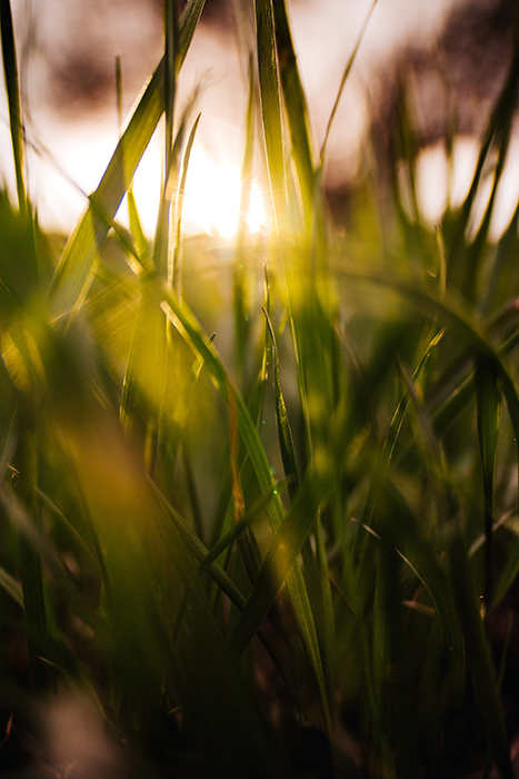 Een close-up van licht dat door grassprieten schijnt