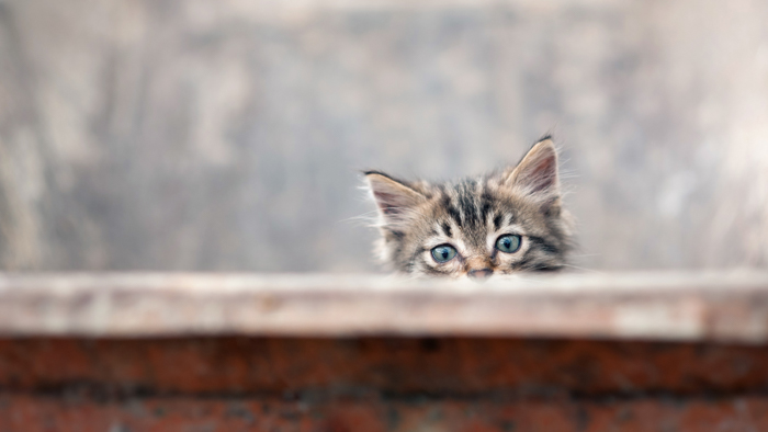 curious cat sneaking from behind the wall 