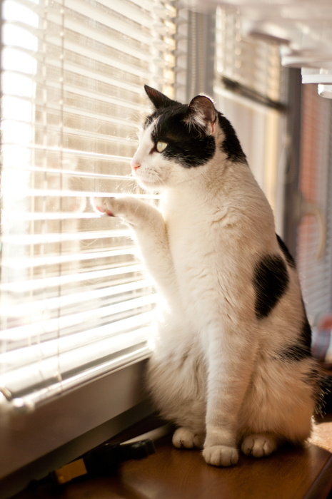 Schwarz-weiße Katze sitzt im Fenster und starrt durch den Vorhang nach draußen