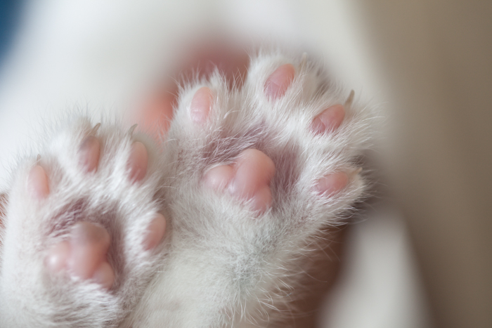 closeup of two white paws of a cat