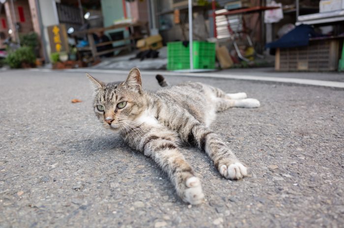 Katt som ligger på gatan