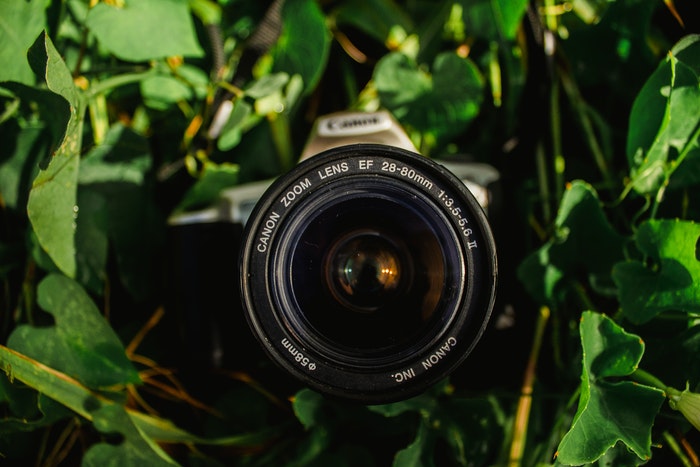 Uma câmera com uma lente de zoom canon entre as folhas.