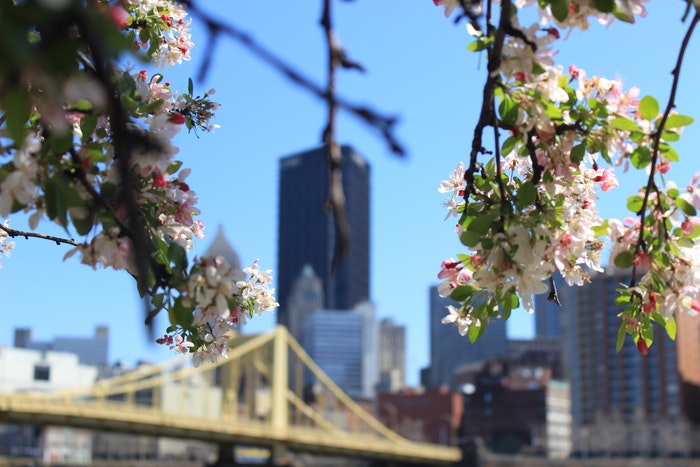 Juxtaposition d'une scène de ville et d'arbres en fleurs