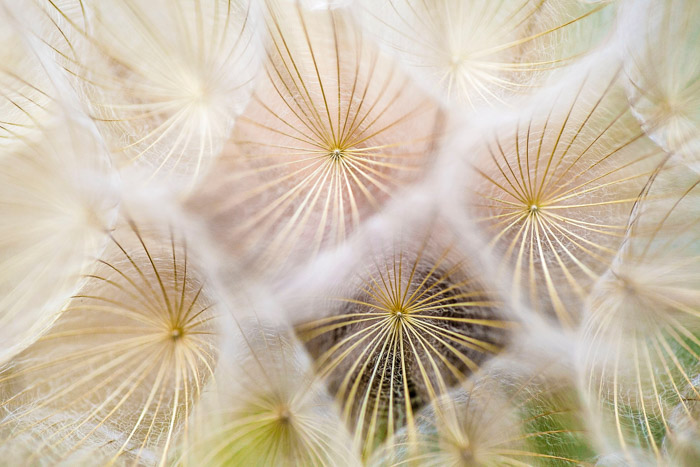 Abstract photo of dandelion seedings