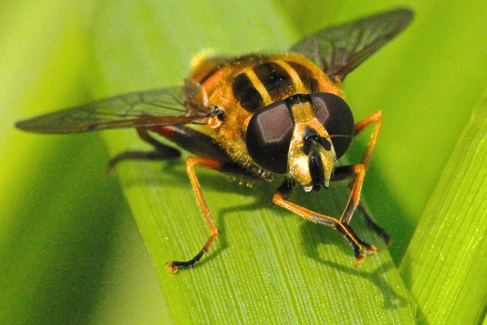 A close up of a fly on a leaf