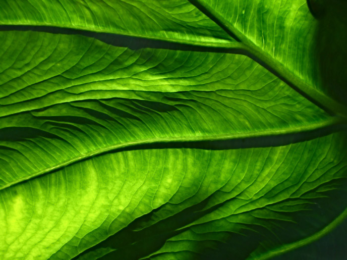Macro photo of a green leaf